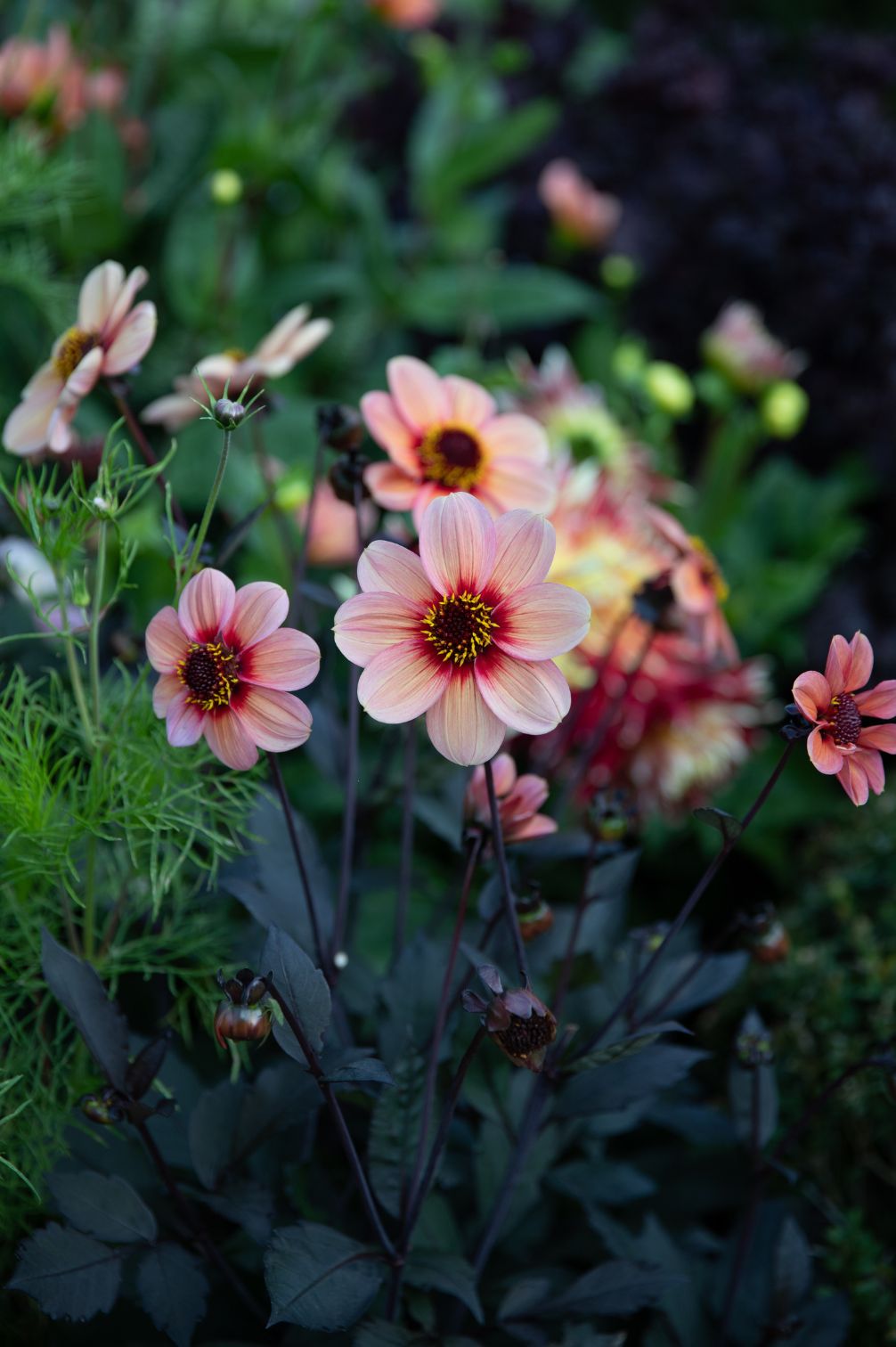 Dahlie HS Happy Single Kiss mit mehreren apricotfarbenen Einzelblüten und dunklem Laub.
