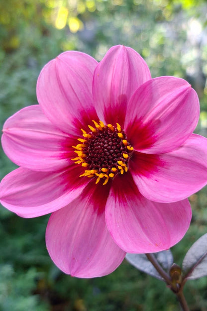 Dahlie HS Wink – pinkfarbene Blüte mit dunklem Zentrum.