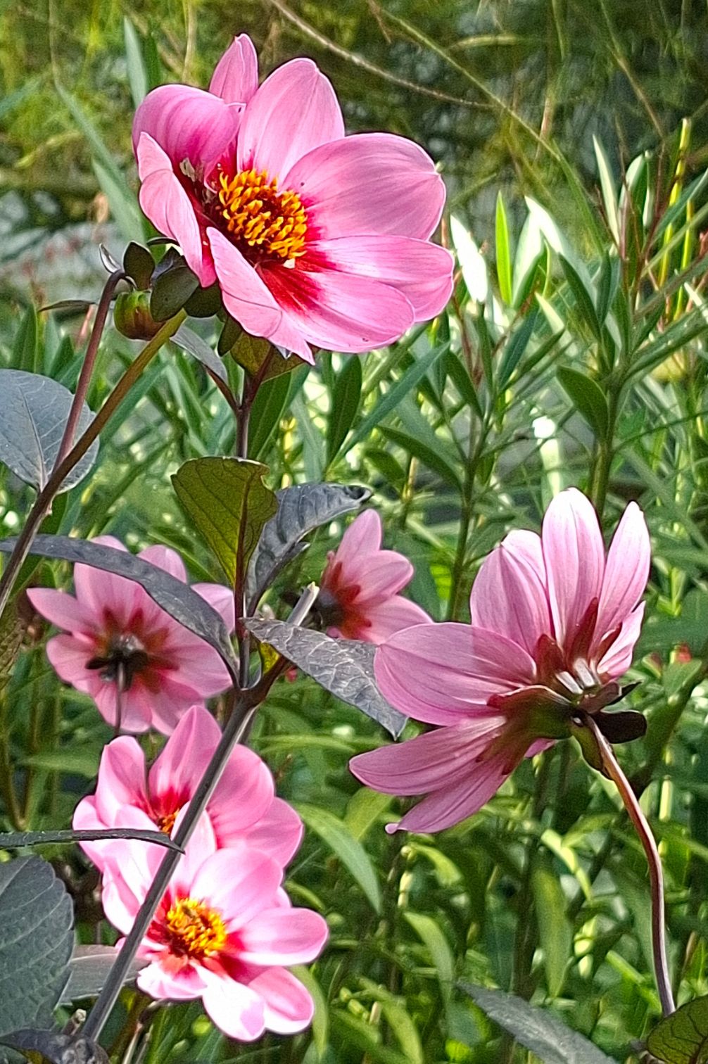 Dahlie HS Wink – mehrere pinke Blüten vor dunklem Laub im Garten.