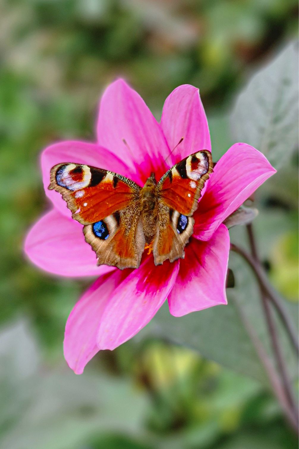 Dahlie HS Wink – Schmetterling auf geöffneter Blüte.