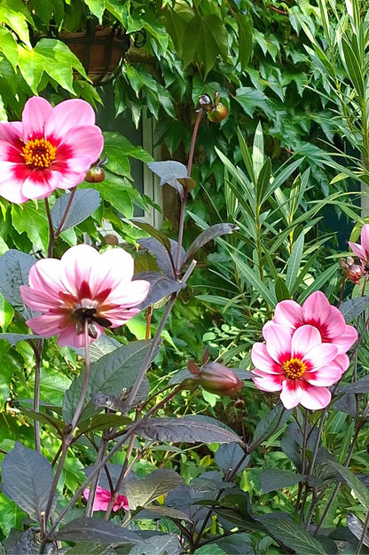 Dahlie HS Wink – Staude mit dunklem Laub und pinken Einfachblüten.