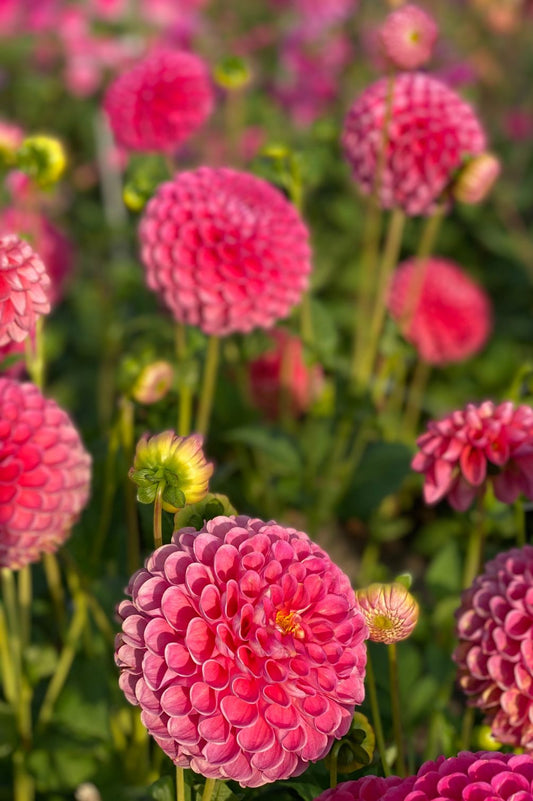 Dahlie "Jowey Frambo"