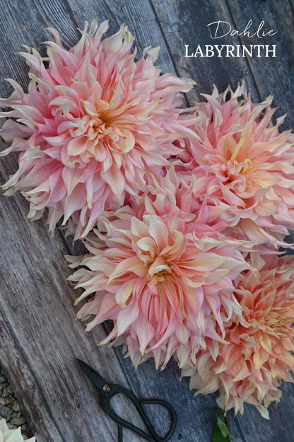 Pflückglück "Soft Peach"