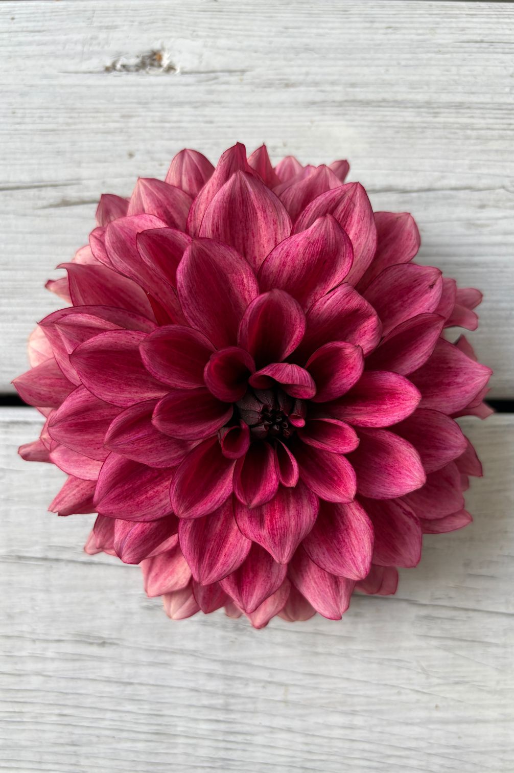 Nahaufnahme Pinke Dahlie Night Silence  auf hellem Hintergrund.