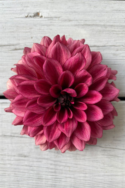 Nahaufnahme Pinke Dahlie Night Silence  auf hellem Hintergrund.