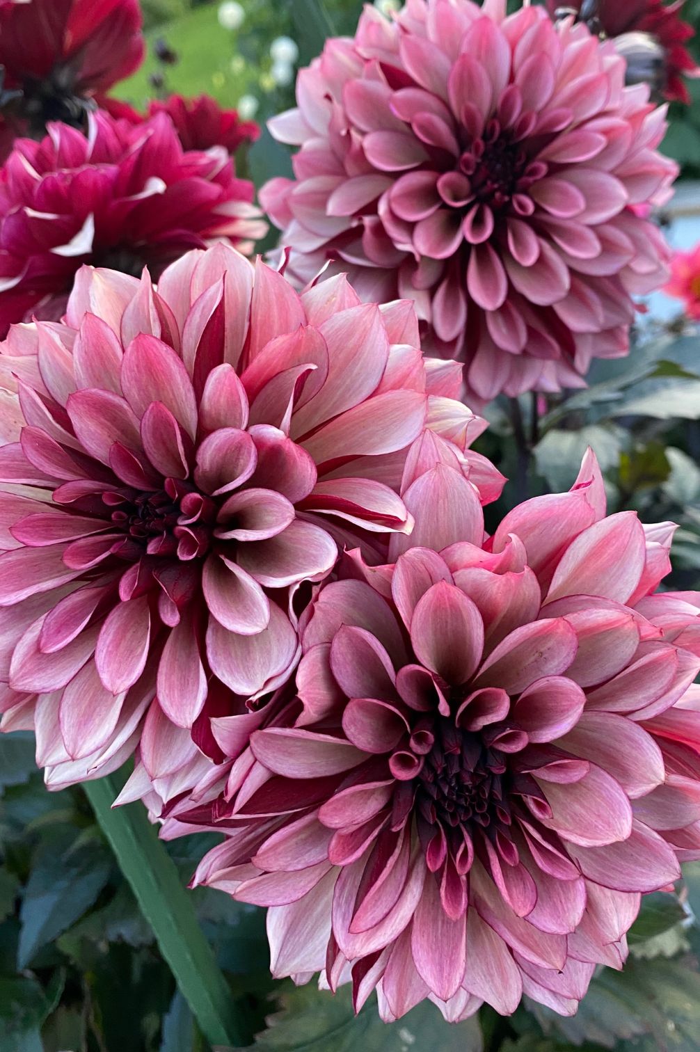 Dahlie Night Silence mit rauchig-rosafarbenen Blüten im Garten.