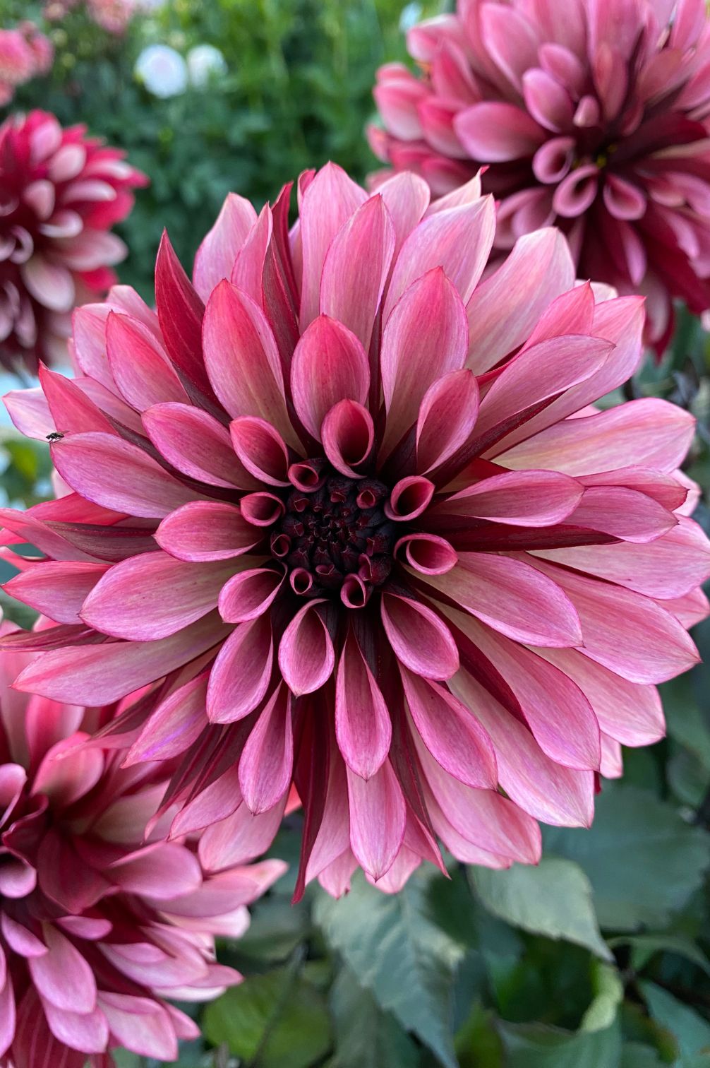 Nahaufnahme Dahlie Night Silence im Garten.