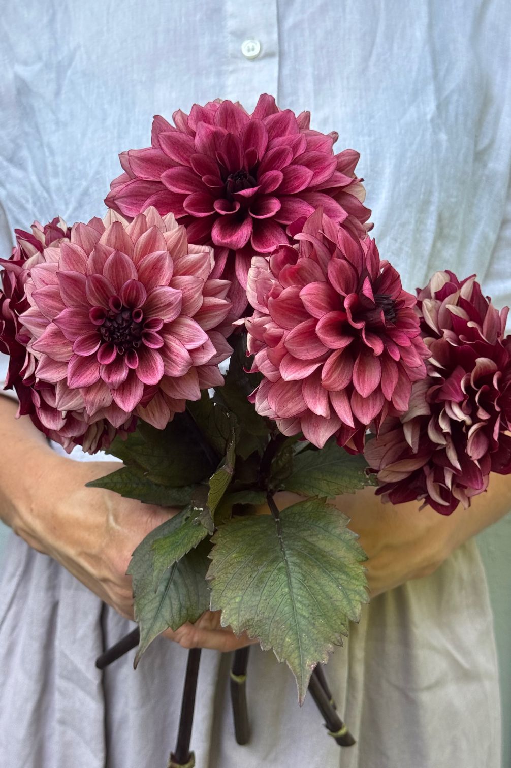 Dunkelrosa Dahlie Night Silence mit dunklem Laub in Händen gehalten.