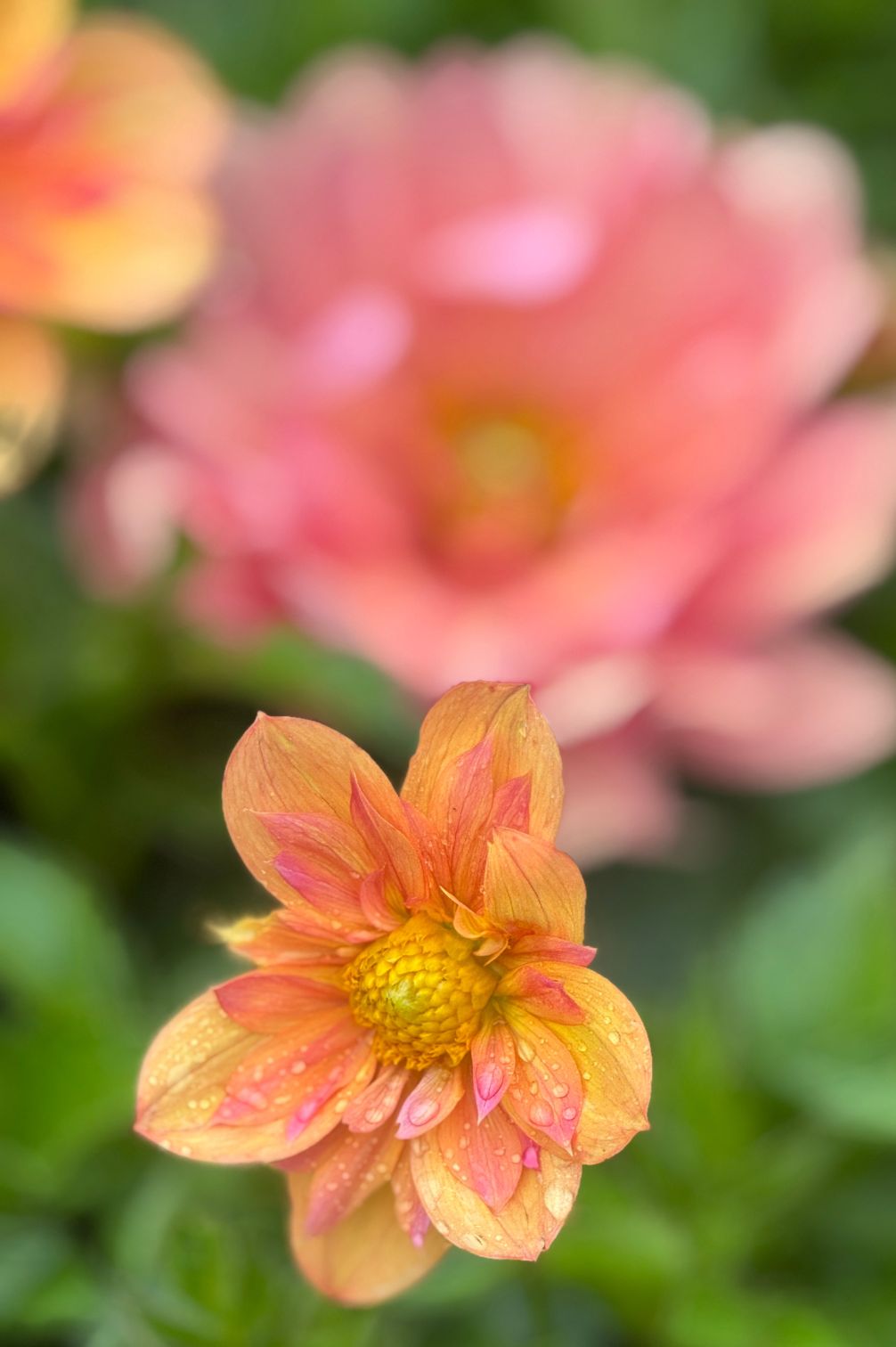 Dahlie Pale Tiger Blüte mit apricotfarbenen und roséfarbenen Tönen im Vordergrund.