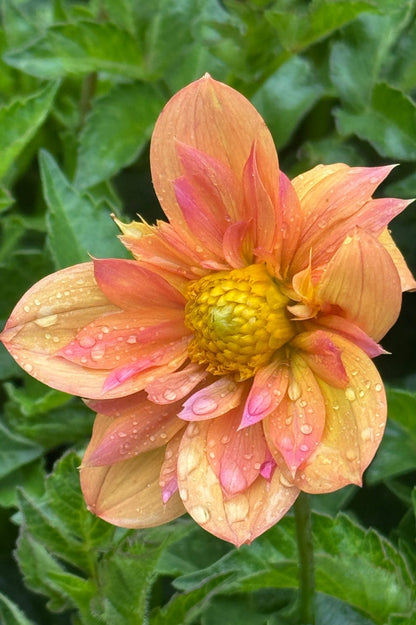 Dahlie Pale Tiger in voller Blüte im grünen Laub, Nahaufnahme.