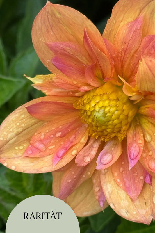 Dahlie "Pale Tiger" – Bio