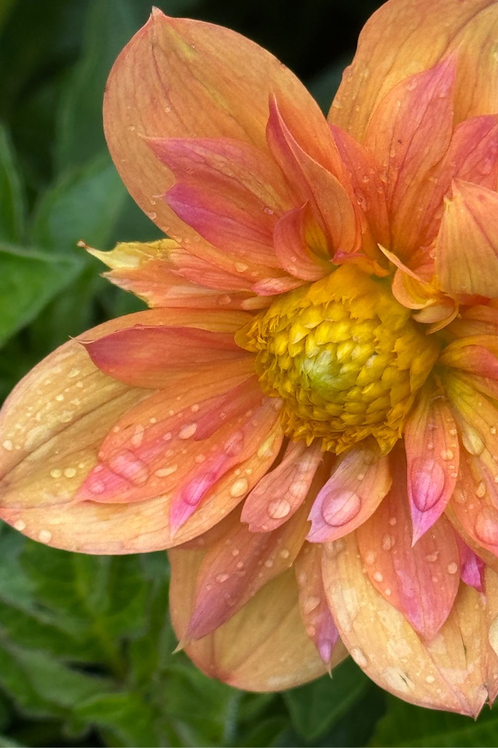 Dahlie Pale Tiger mit apricotfarbenen Blütenblättern und goldener Mitte, Nahaufnahme.