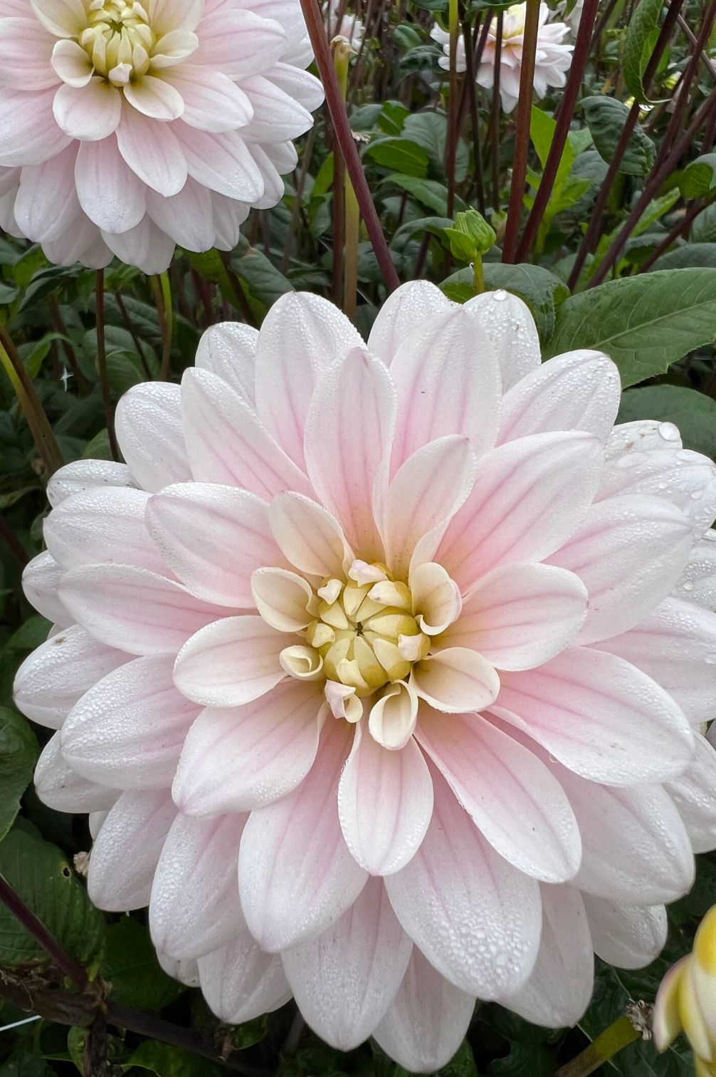 Dahlie Silver Years mit zart rosé-weißer dekorativer Blüte, feine Pastelltöne und Tautropfen im Sommergarten.