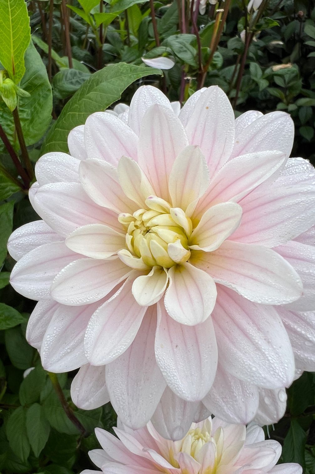 Dahlie Silver Years mit großen blush-weißen Blütenblättern, frische Tautropfen und dunklem Laub im Hintergrund.