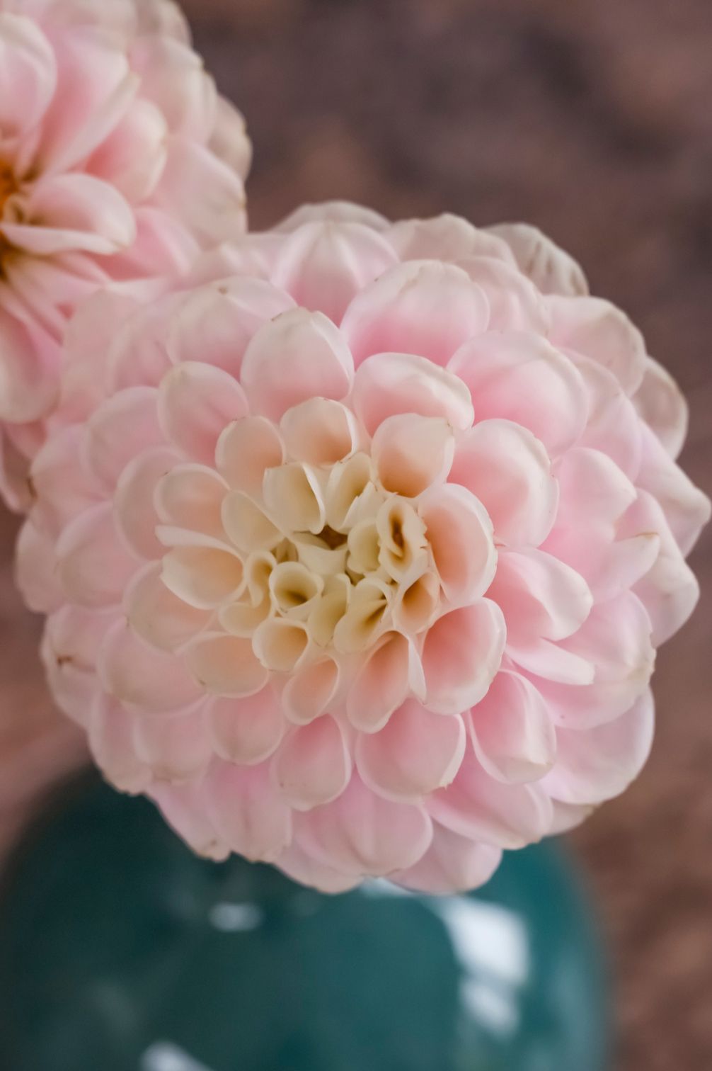 Nahaufnahme Rosa und Cremefarbene Dahlie Wizard of Oz in Vase.