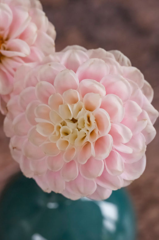 Nahaufnahme Rosa und Cremefarbene Dahlie Wizard of Oz in Vase.