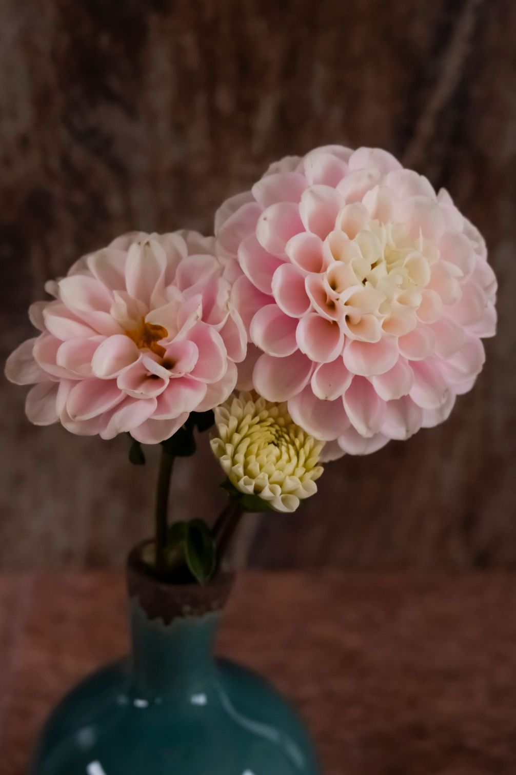 Rosa und Cremefarbene Dahlien Wizard of Oz in Vase.