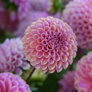Dahlien