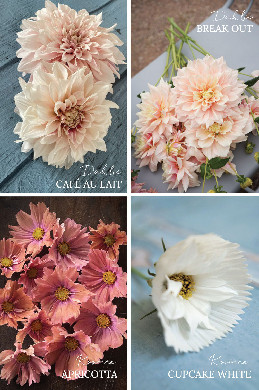 Pflückglück "Soft Peach"