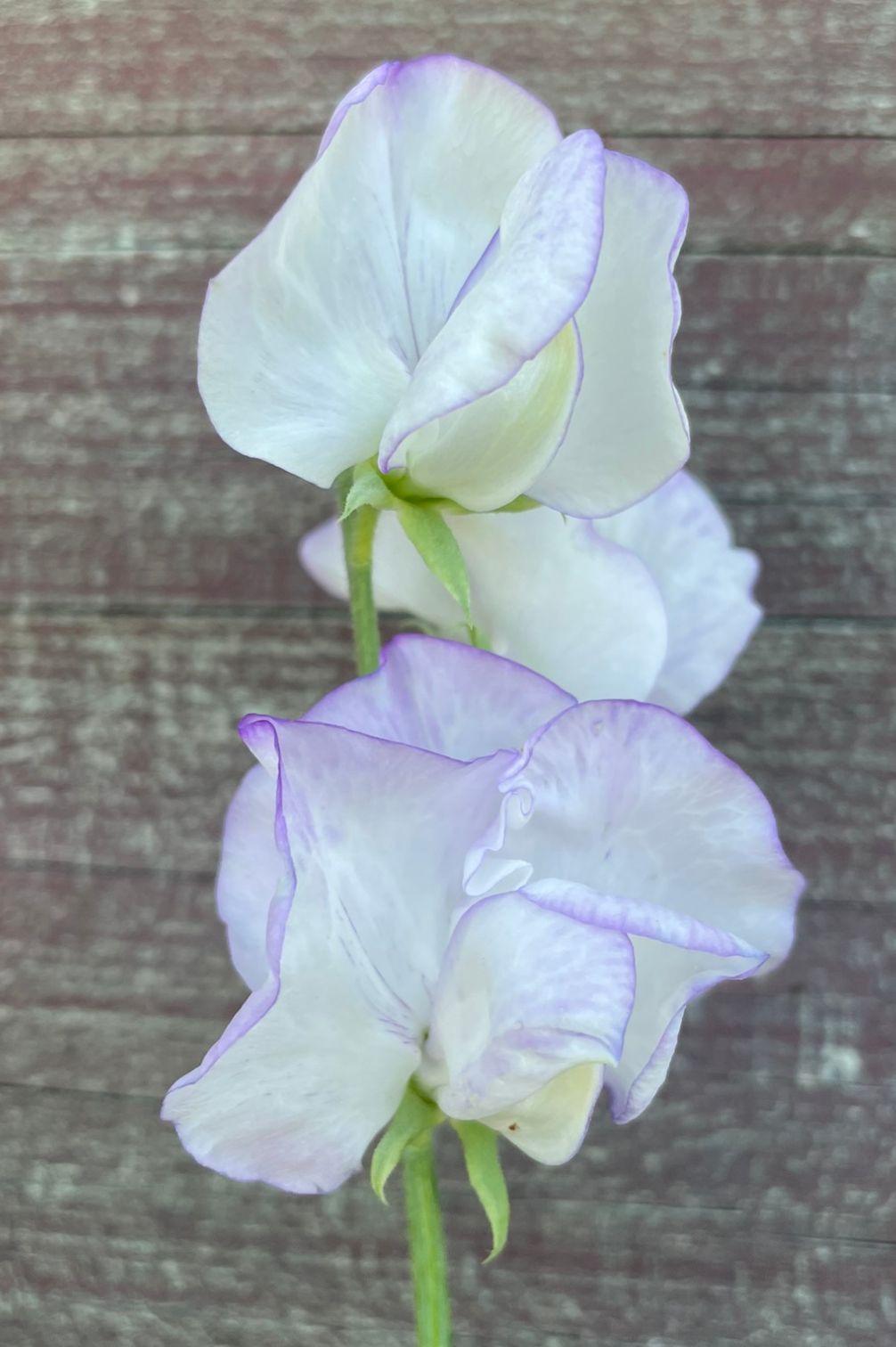 Einzelblüte der Duftwicke Albutt Blue (Lathyrus odoratus) mit weißer Blüte und lavendelfarbenem Rand.