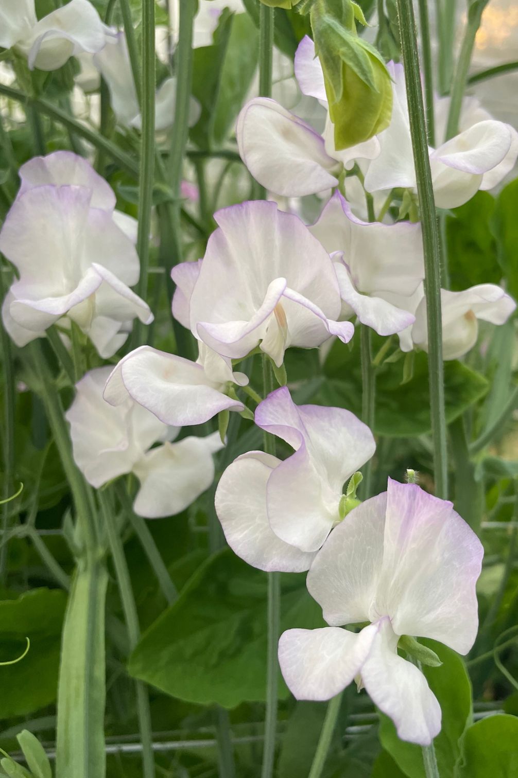 Duftwicke Albutt Blue (Lathyrus odoratus) mit weißen Blüten und lavendelfarbenem Rand.