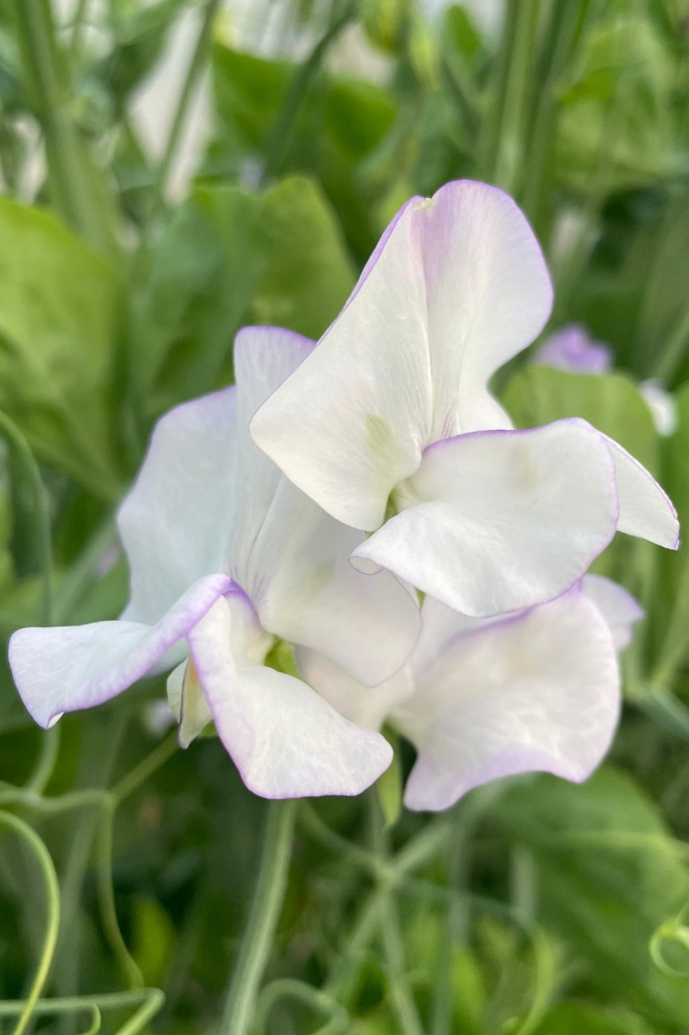 Detailaufnahme der Duftwicke Albutt Blue (Lathyrus odoratus) mit zarter weißer Blüte und lavendelfarbenem Rand.
