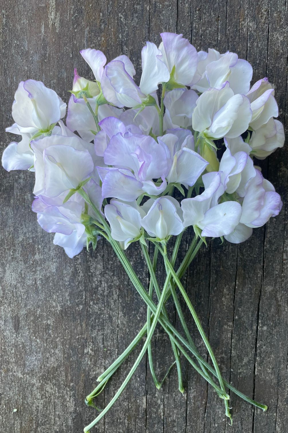 Duftwicke Albutt Blue (Lathyrus odoratus) als elegante weiße Schnittblume mit langen Stielen.