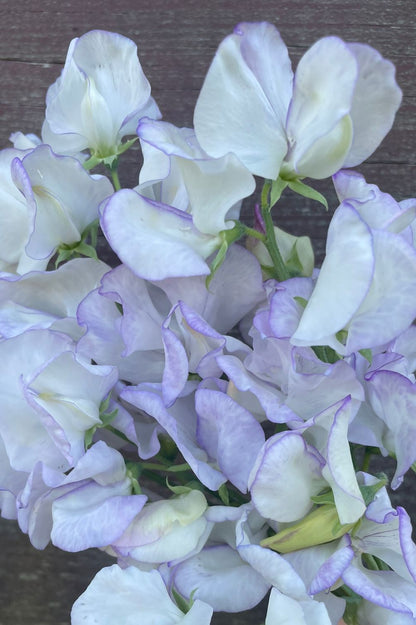 Duftwicke Albutt Blue (Lathyrus odoratus) mit weißen Blüten und feinem lavendelfarbenem Rand.
