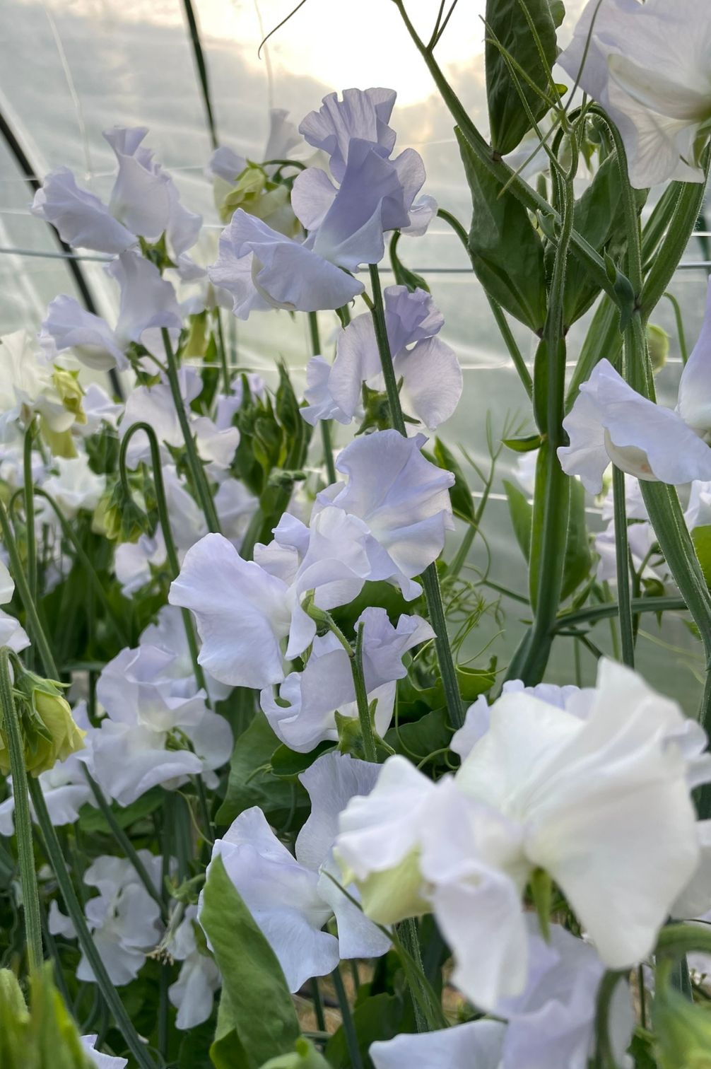 Duftwicke Beverly Ann (Lathyrus odoratus) mit großen, gerüschten Blüten im Gewächshaus.
