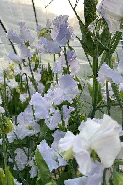 Duftwicke Beverly Ann (Lathyrus odoratus) mit großen, gerüschten Blüten im Gewächshaus.