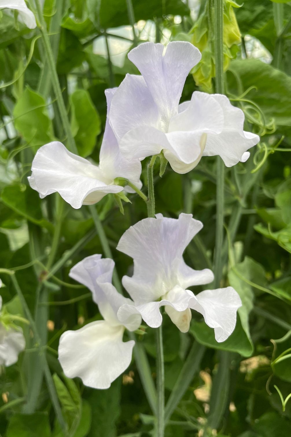 Duftwicke Beverly Ann (Lathyrus odoratus) mit großen, duftenden Blüten in Weiß und hellem Blau.