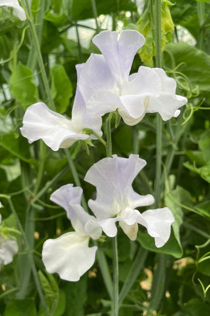 Duftwicke Beverly Ann (Lathyrus odoratus) mit großen, duftenden Blüten in Weiß und hellem Blau.