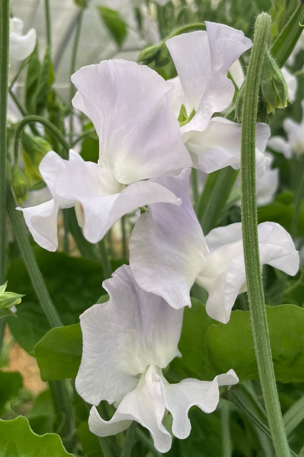 Detailaufnahme der Duftwicke Beverly Ann (Lathyrus odoratus) mit zarter Blüte in Weiß und Himmelblau.