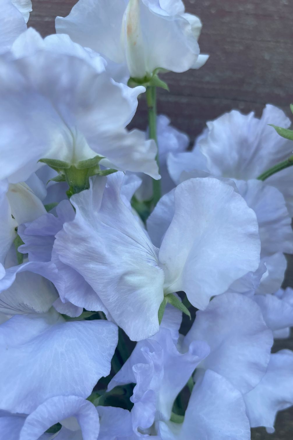 Nahaufnahme Duftwicke Beverly Ann (Lathyrus odoratus) mit großen Blüten in zartem Weiß und Himmelblau.