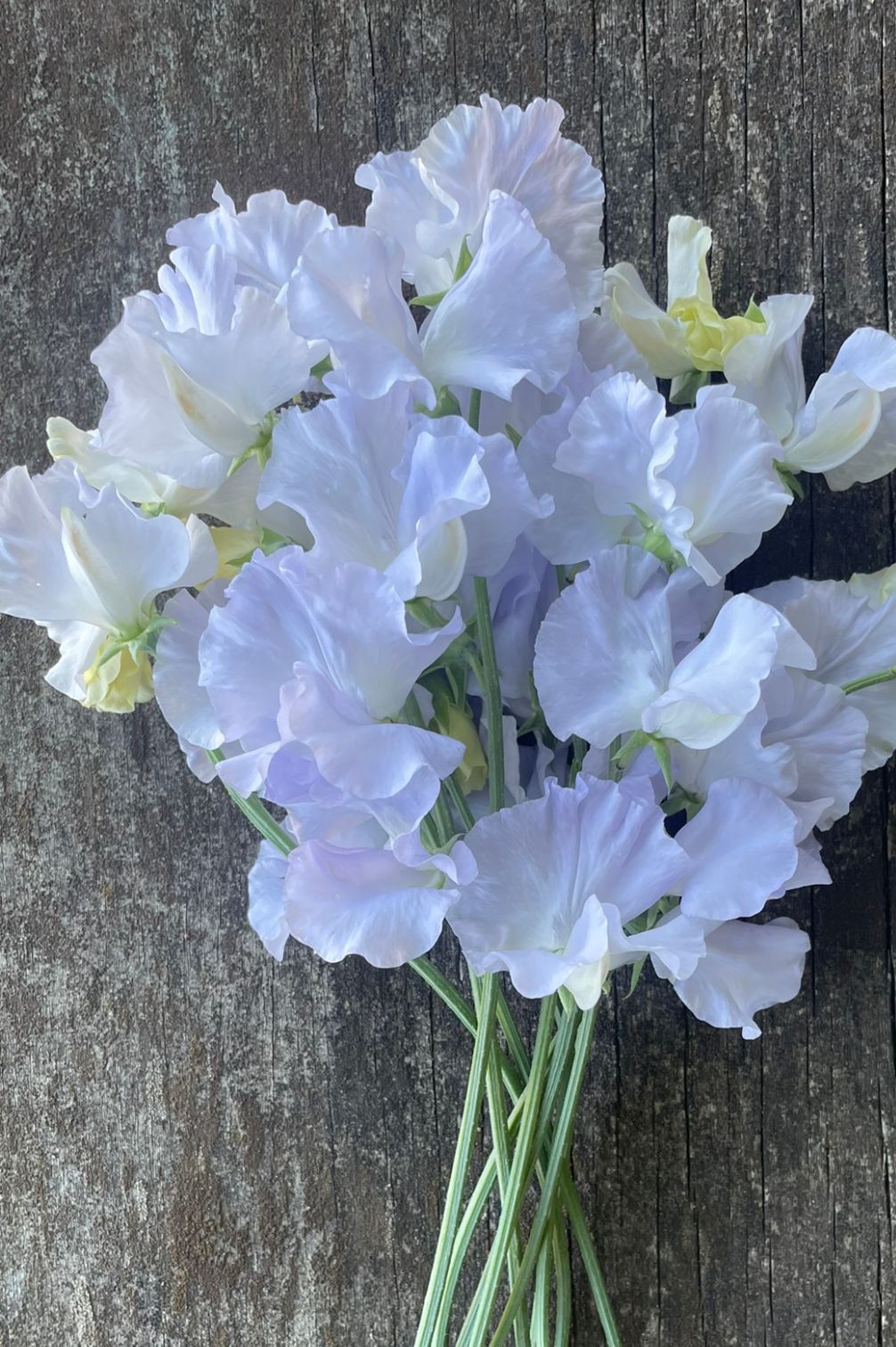 Duftwicke Beverly Ann (Lathyrus odoratus) als eleganter Schnittblumenstrauß in zarten Weiß- und Blautönen.
