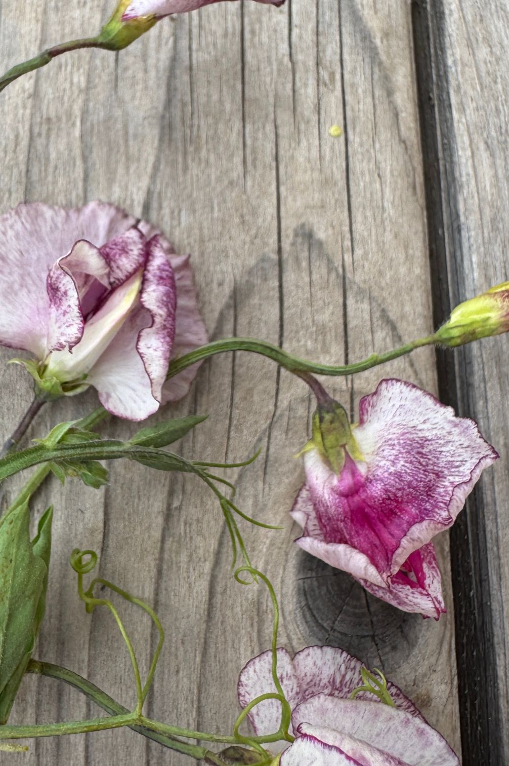 Duftwicke Nimbus – romantische violett-weiße Blütenranke auf Holzstruktur.