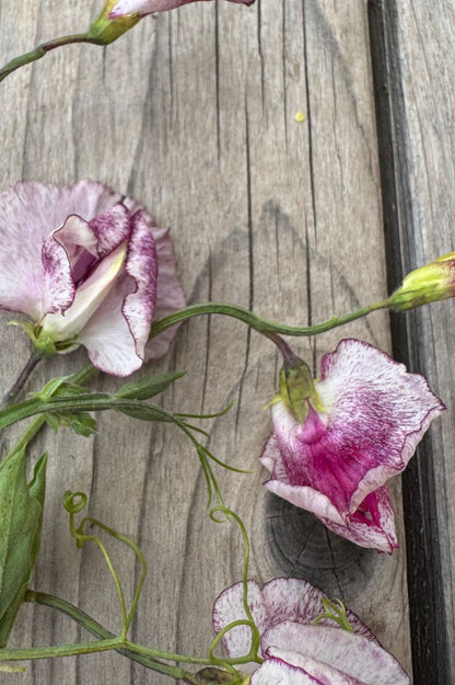 Duftwicke Nimbus – romantische violett-weiße Blütenranke auf Holzstruktur.