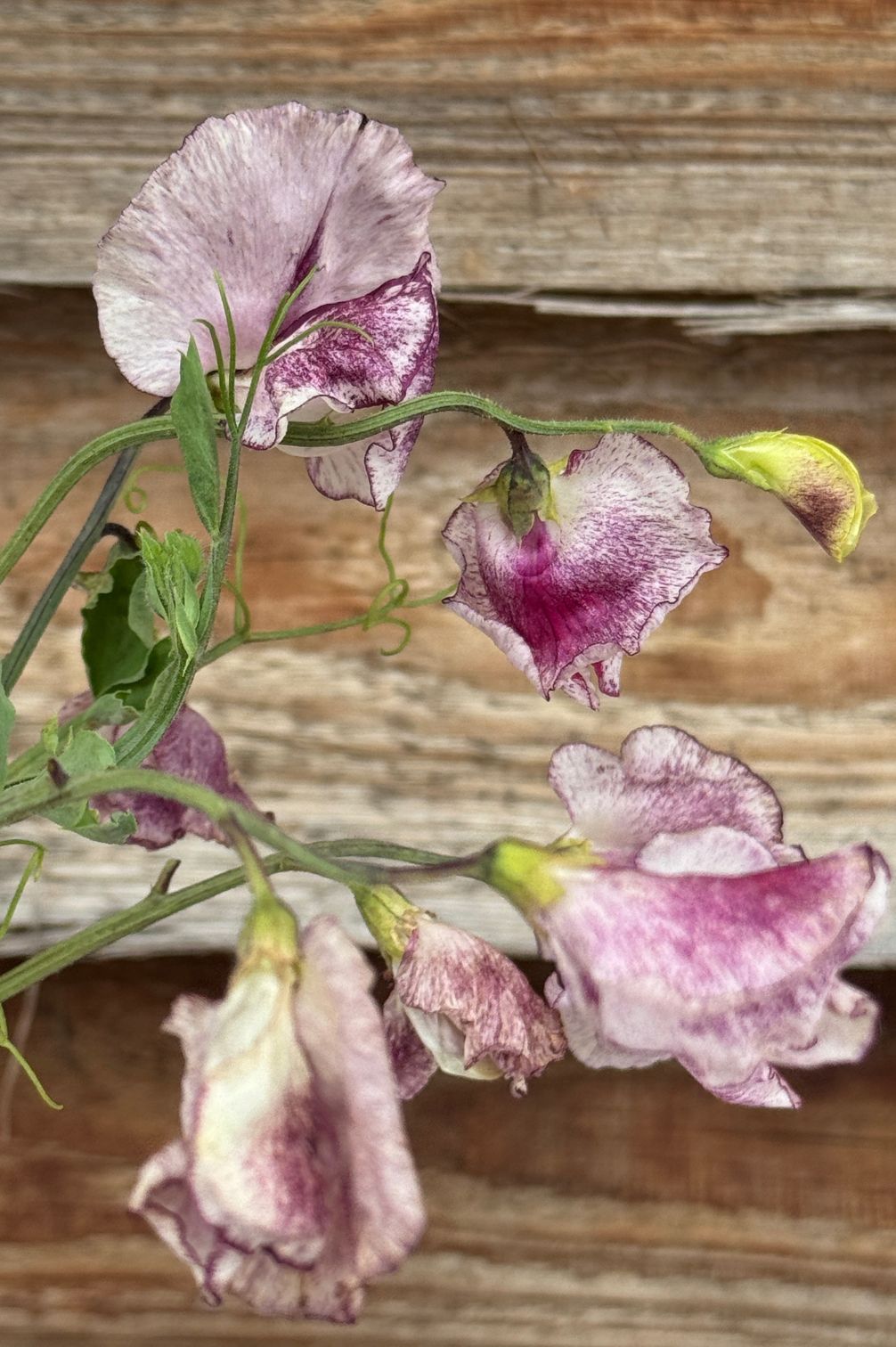 Duftwicke Lathyrus odoratus Nimbus – gestreifte lila-weiße Blüte auf Holz.