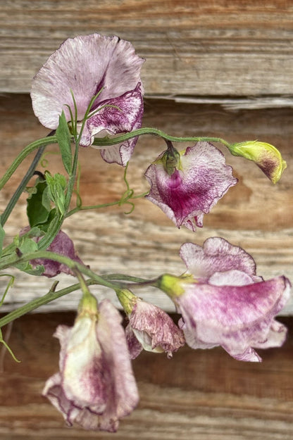 Duftwicke Lathyrus odoratus Nimbus – gestreifte lila-weiße Blüte auf Holz.