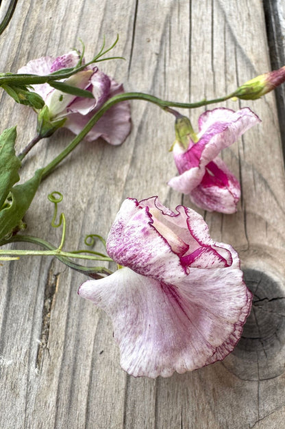 Nahaufnahme Duftwicke Nimbus – zarte Blüte in Lila und Creme, verwittertes Holz.