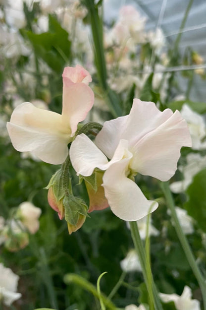 Duftwicke Piggy Sue (Lathyrus odoratus) mit zarten cremefarbenen Blüten mit rosafarbenem Hauch.