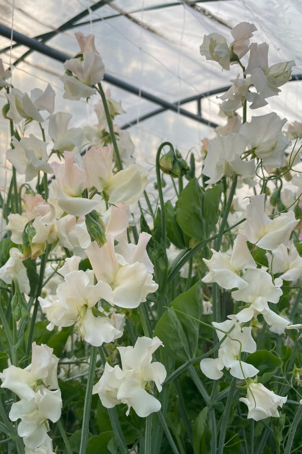 Duftwicke Piggy Sue (Lathyrus odoratus) mit cremefarbenen, duftenden Blüten an Rankhilfe.