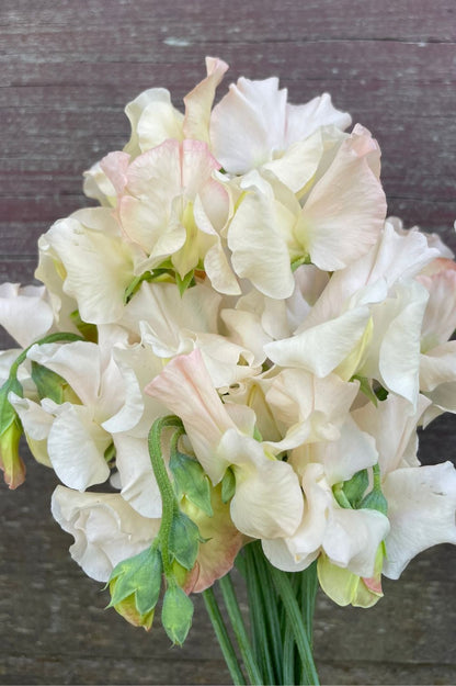 Duftwicke Piggy Sue (Lathyrus odoratus) mit cremefarbenen Blüten und zartem Rosahauch.