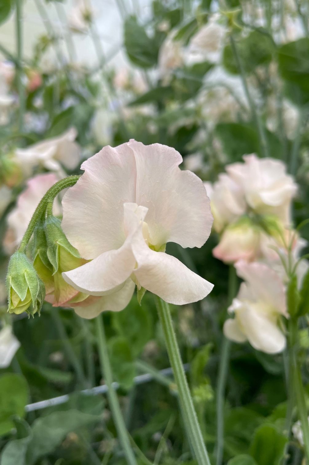 Detailaufnahme der Duftwicke Piggy Sue (Lathyrus odoratus) mit cremefarbener Blüte und Rosaschimmer.