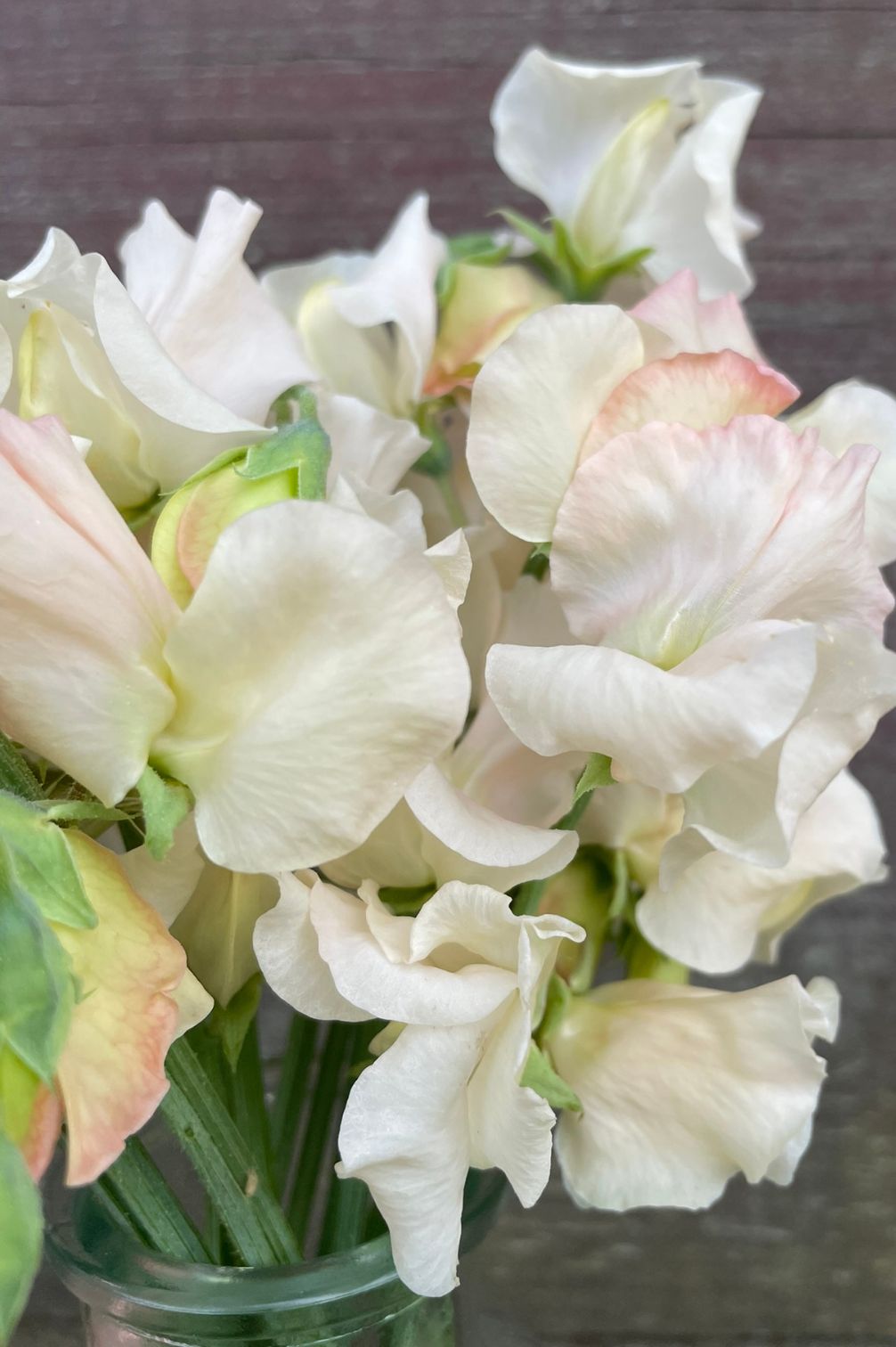 Duftwicke Piggy Sue (Lathyrus odoratus) als cremefarbene Schnittblume mit zartem Rosaschimmer.