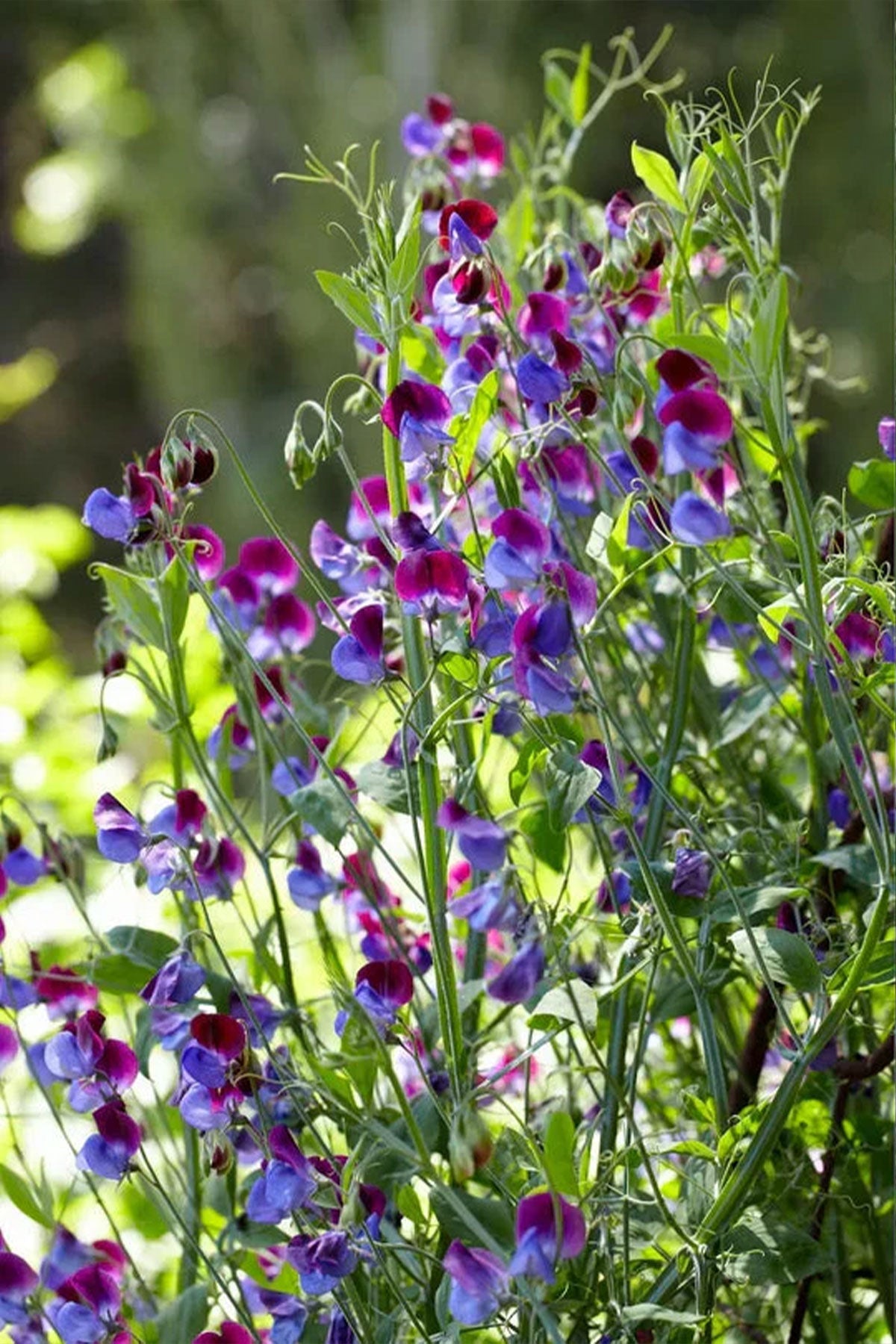 DUFTWICKEN  ber das Glck und den Duft des Sommers  My Cottage Garden
