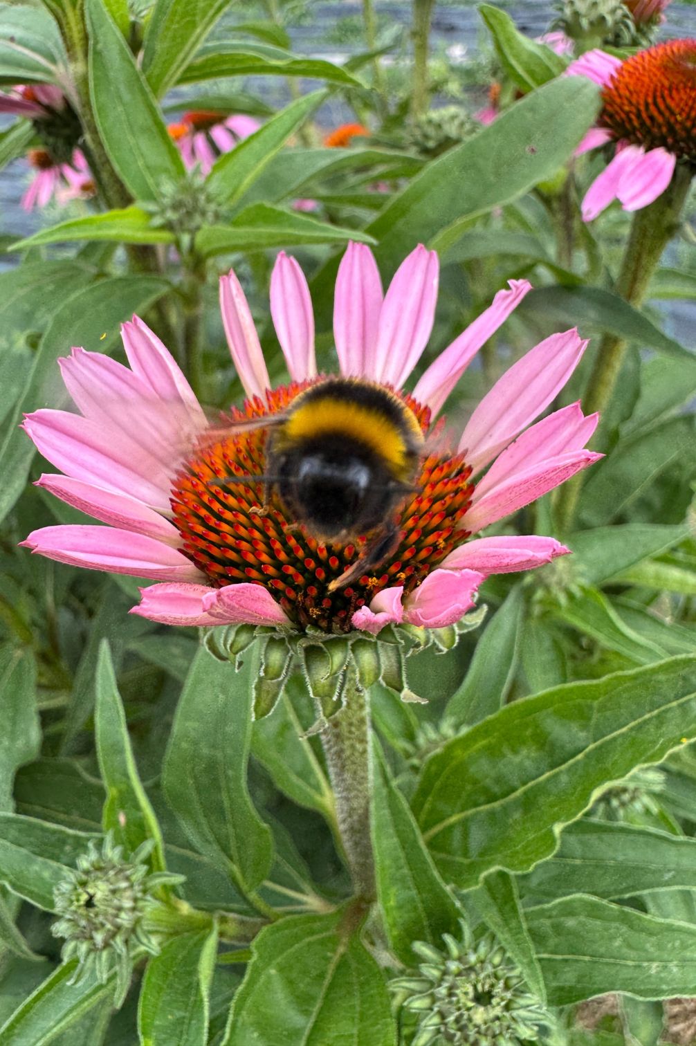 Sonnenhut mit Hummel – bienenfreundliche Staude im Sommerbeet.