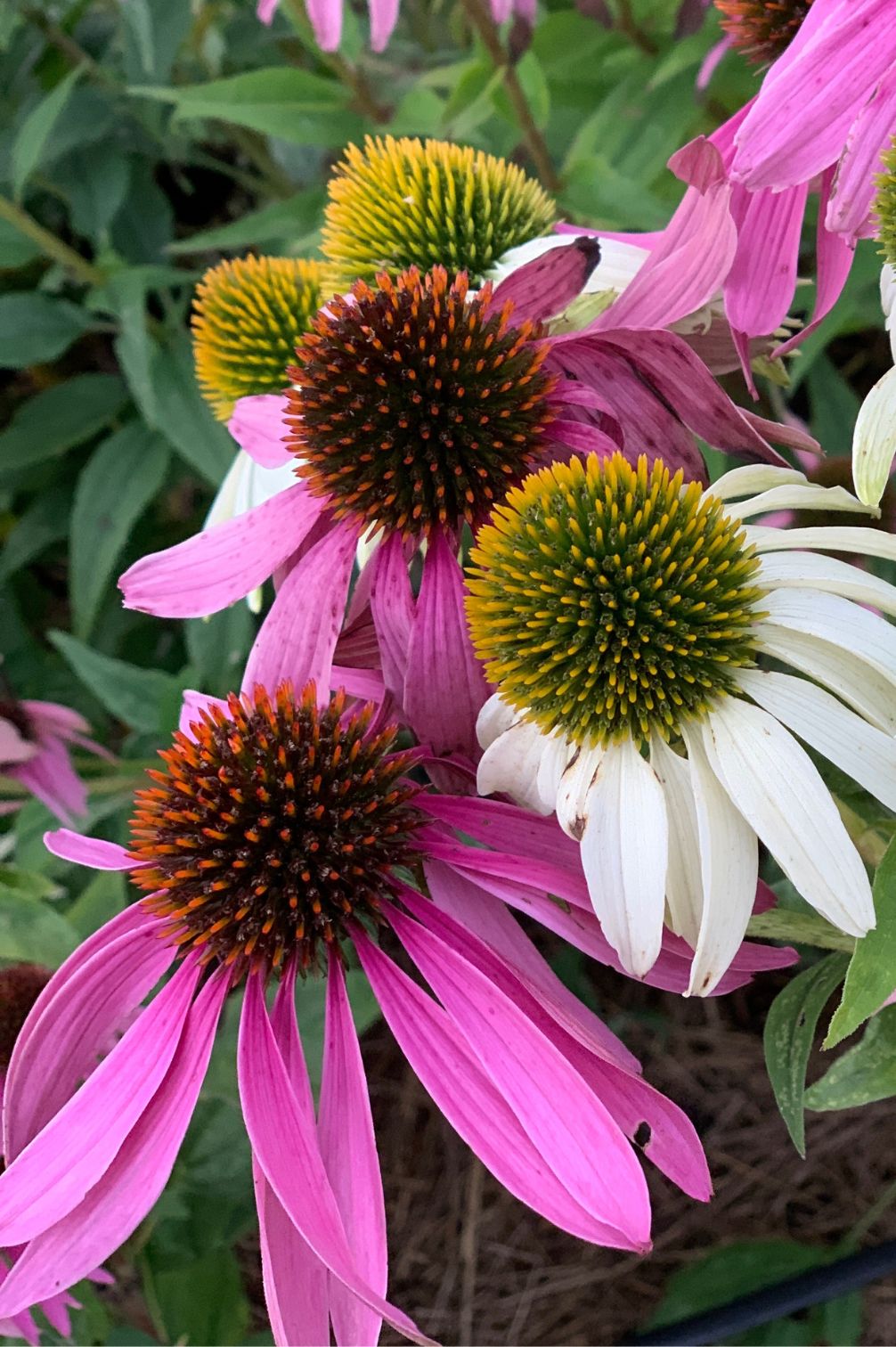 Echinacea purpurea in Rosa und Weiß – kräftige Blüten mit markanten Samenständen.