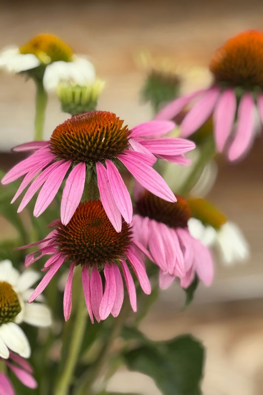 Nahaufnahme Echinacea purpurea in Pink als Schnittblume.