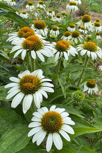 Weiße Echinacea im dichten Bestand – langlebige, pflegeleichte Sommerstaude.